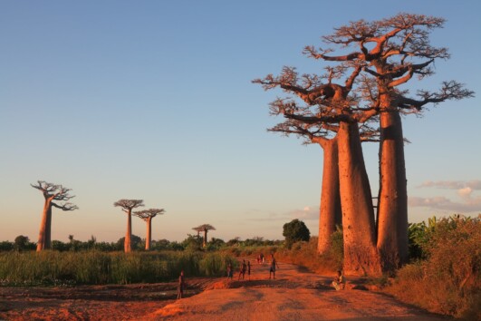 Madagascar A Lost World