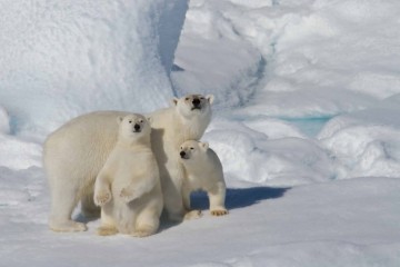 Svalbard Explorer & Wildlife Adventure