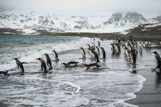 Antarctica, South Georgia & Falkland Islands