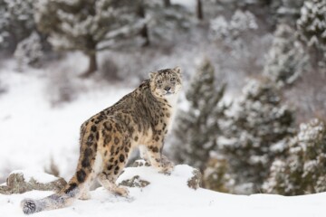 Ladakh Snow Leopard Adventure