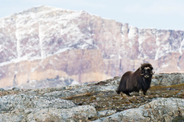 West Greenland - Treasures of the West Coast 2026
