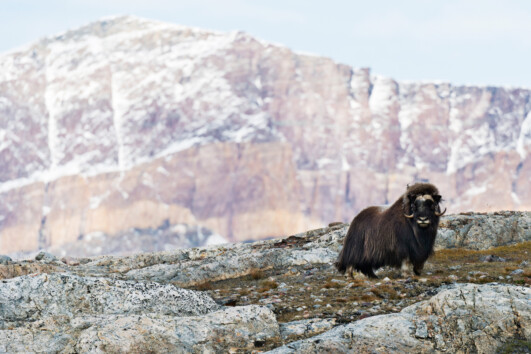 West Greenland - Treasures of the West Coast 2026